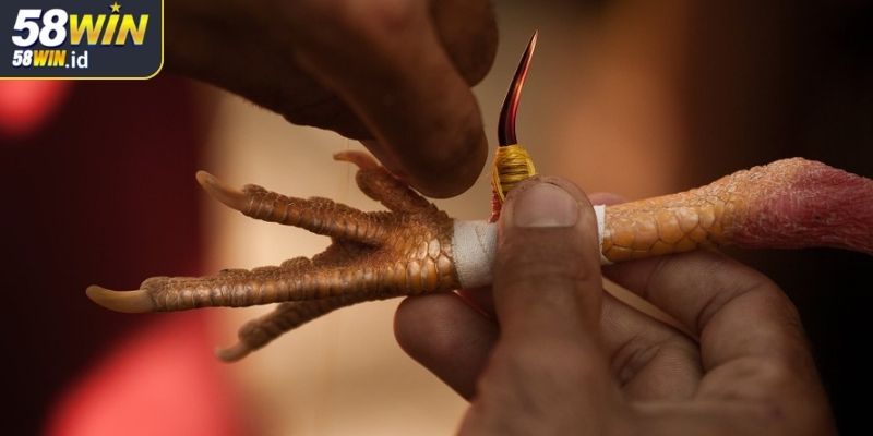 Lý do khiến đá gà cựa dao 58WIN thu hút đông đảo cược thủ