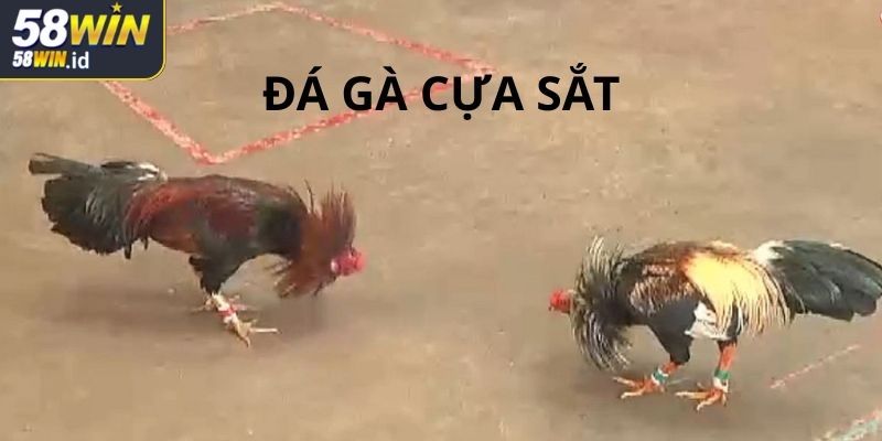 Tìm hiểu kỹ càng về hình thức đá gà cựa dao 58WIN
