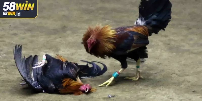 Đá Gà Cựa Sắt 58WIN Khám Phá Thế Giới Cá Cược Đỉnh Cao 1 Thế giới hấp dẫn của đá gà cựa sắt 58WIN