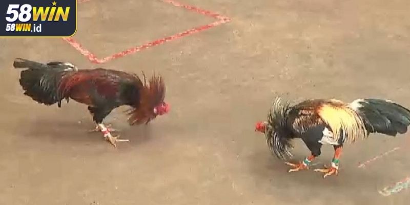 Phân tích kỹ năng chiến đấu của đá gà tre