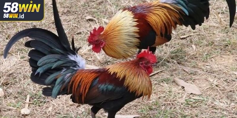 Phân tích hình thể gà đá các chỉ số quan trọng
